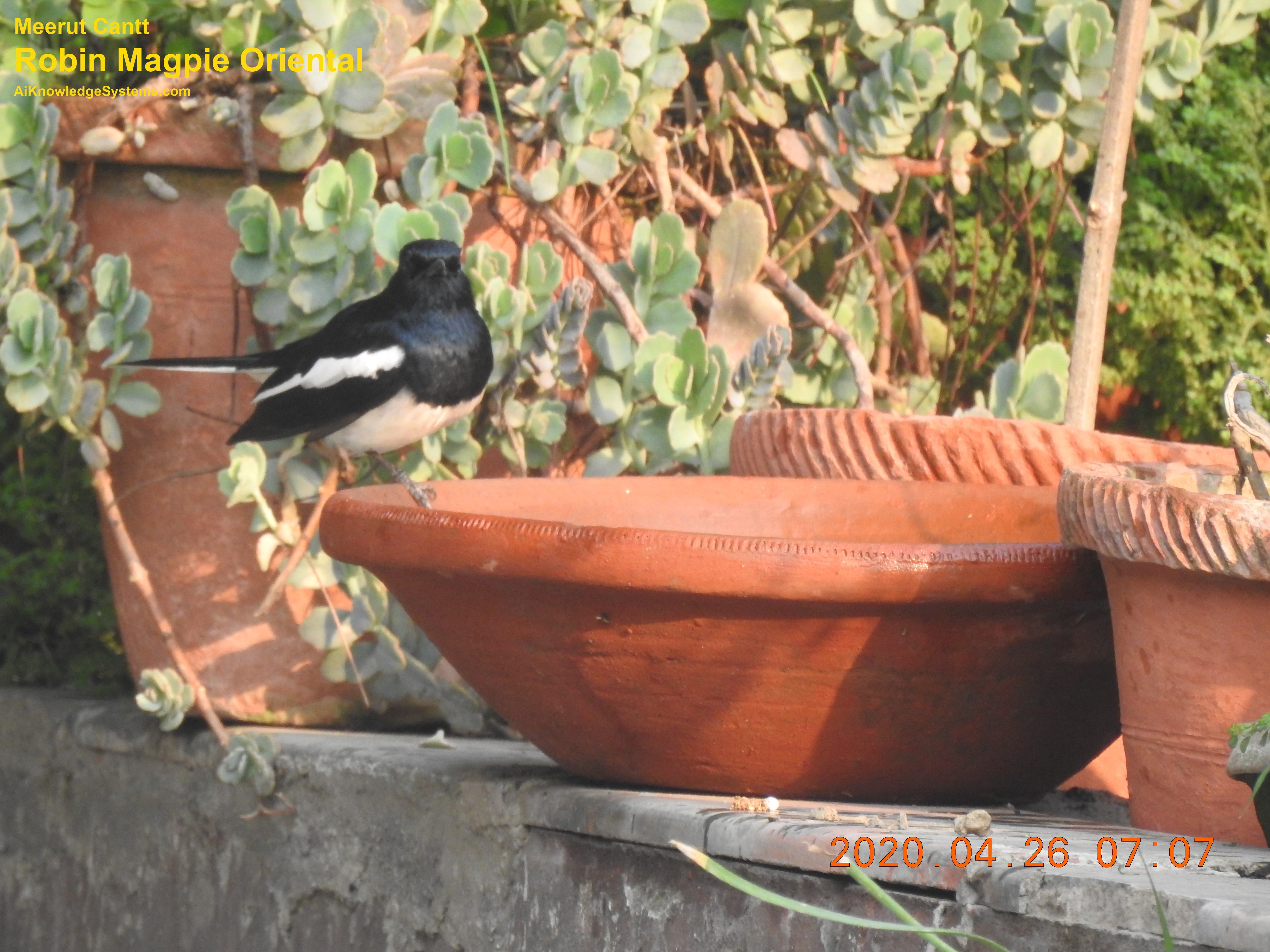 Magpie Robin (129) Coming Soon